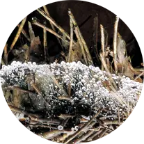 곰팡이알레르기