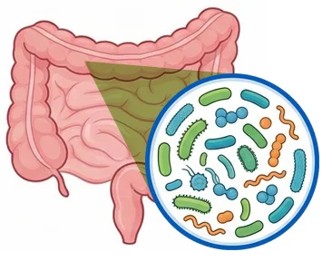 건강한 장내 미생물